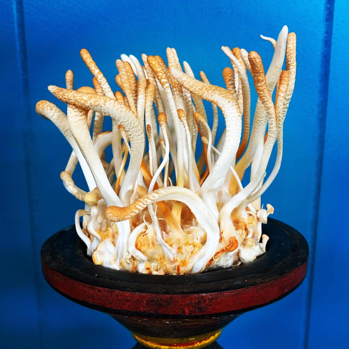 Variegated USA x Germany Cordyceps militaris BX1 TT2#7W x GH#5